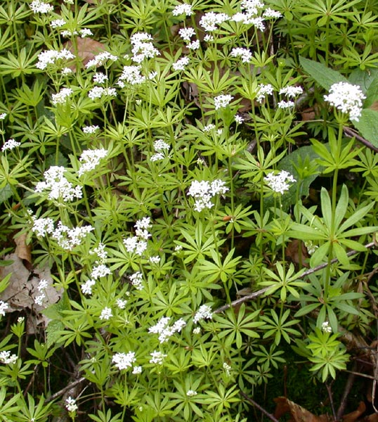 Asperula odarata